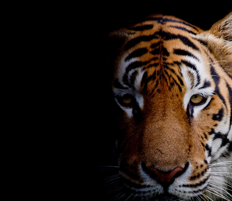 Close-up of a tiger's face, the emblem of The Alchemists Circle